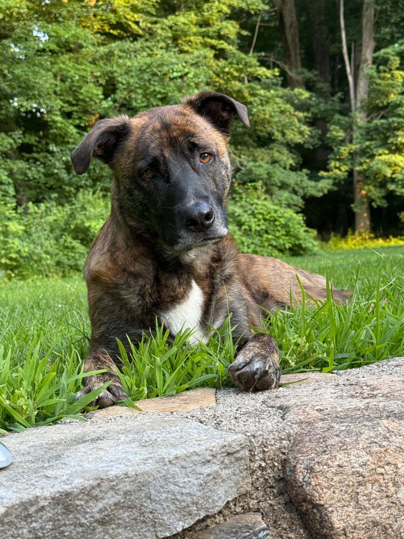 Alfie, the co-founder of Lift Web Co., a four-year-old brindle dog, lying in the grass on a sunny day