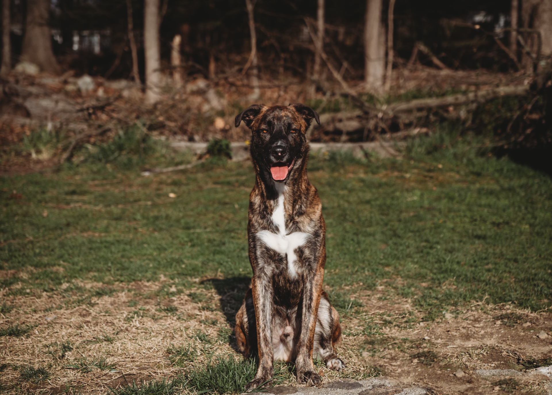 Alfie sitting in the yard with his tongue out, on duty