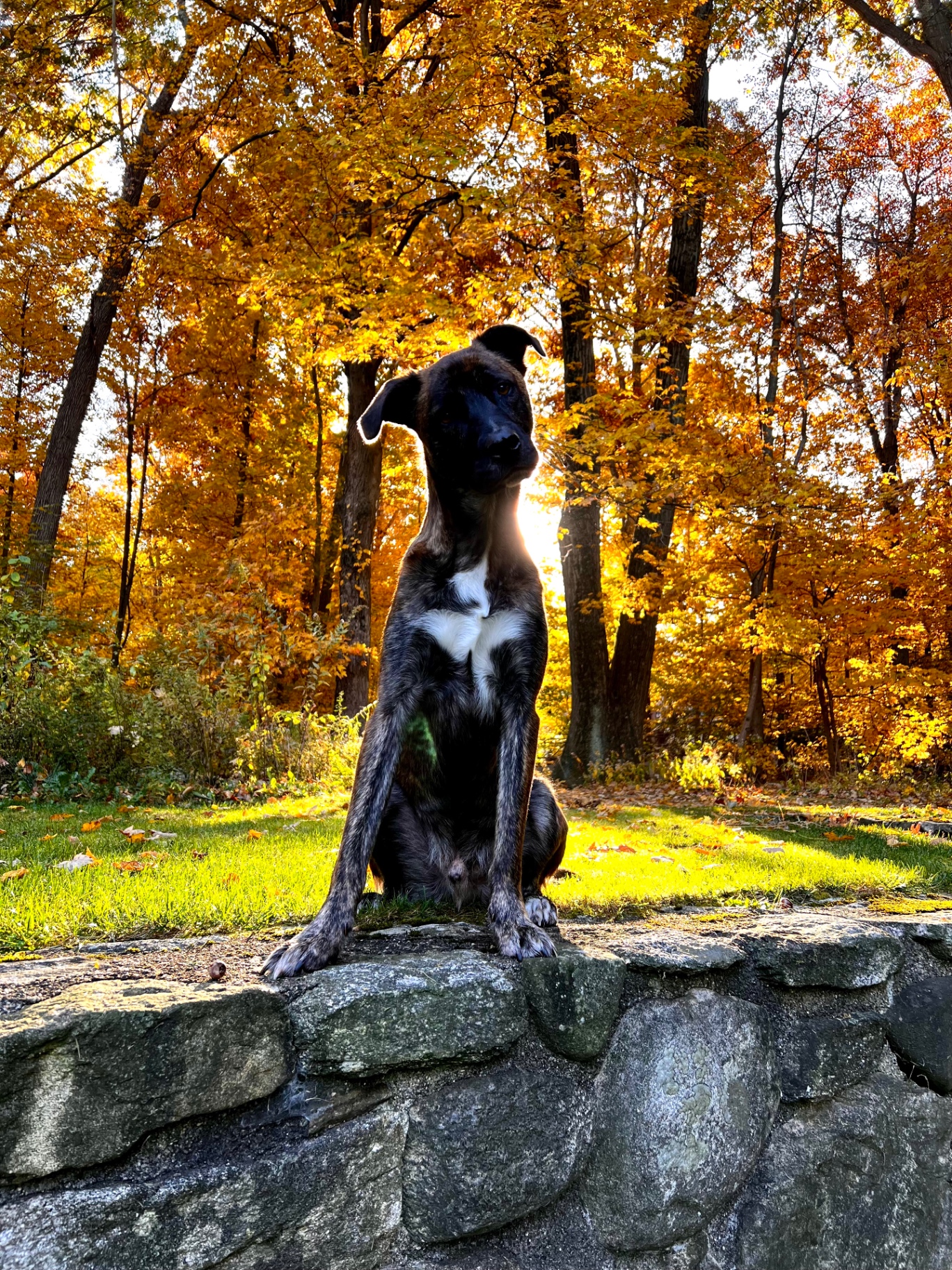 Alfie sitting on a stone wall at sunset in autumn